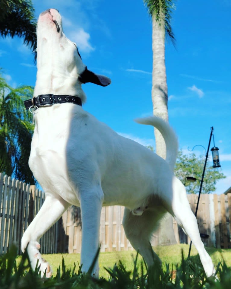 Buster, an American Bully and American Pit Bull Terrier mix tested with EmbarkVet.com