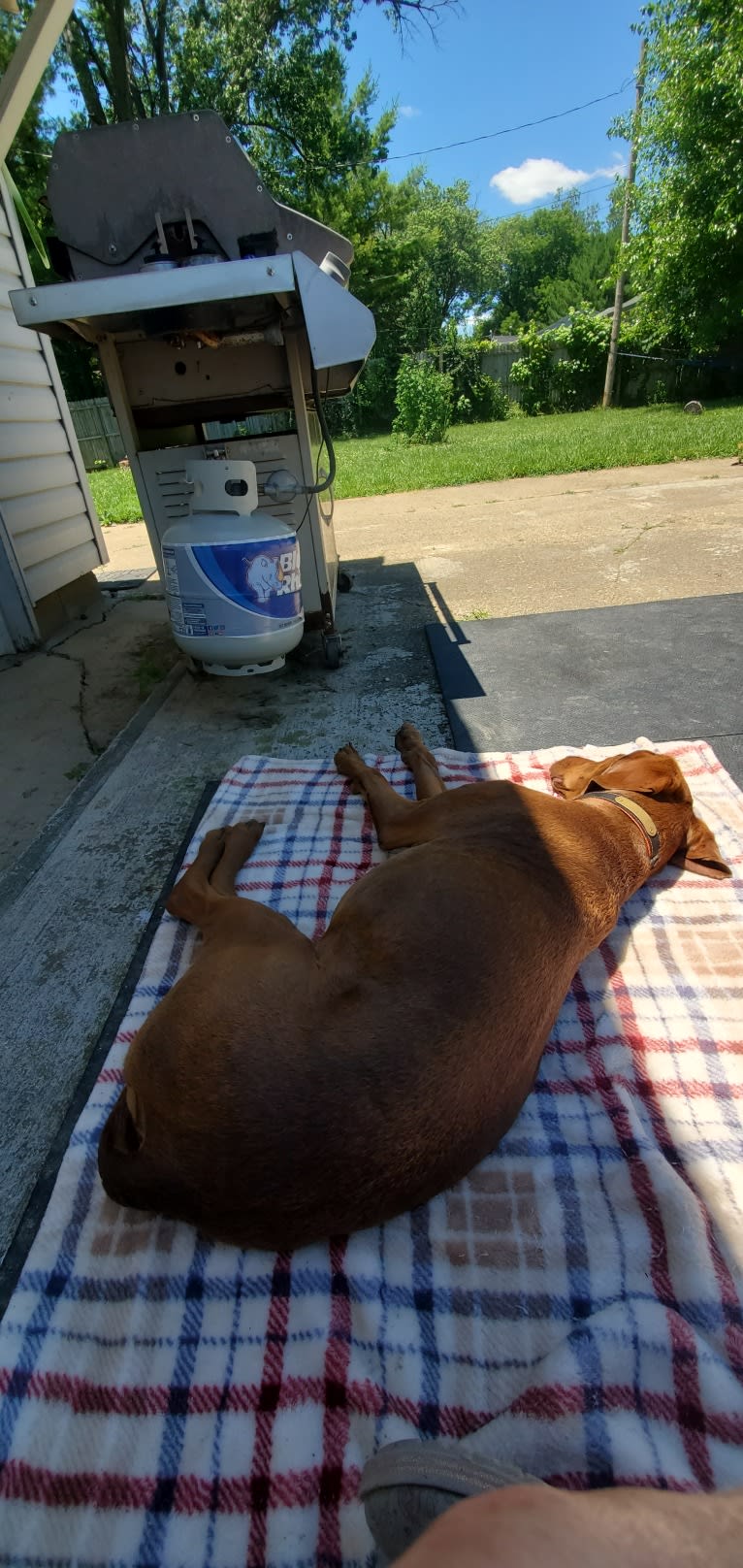 Dakota, a Chesapeake Bay Retriever and German Shorthaired Pointer mix tested with EmbarkVet.com