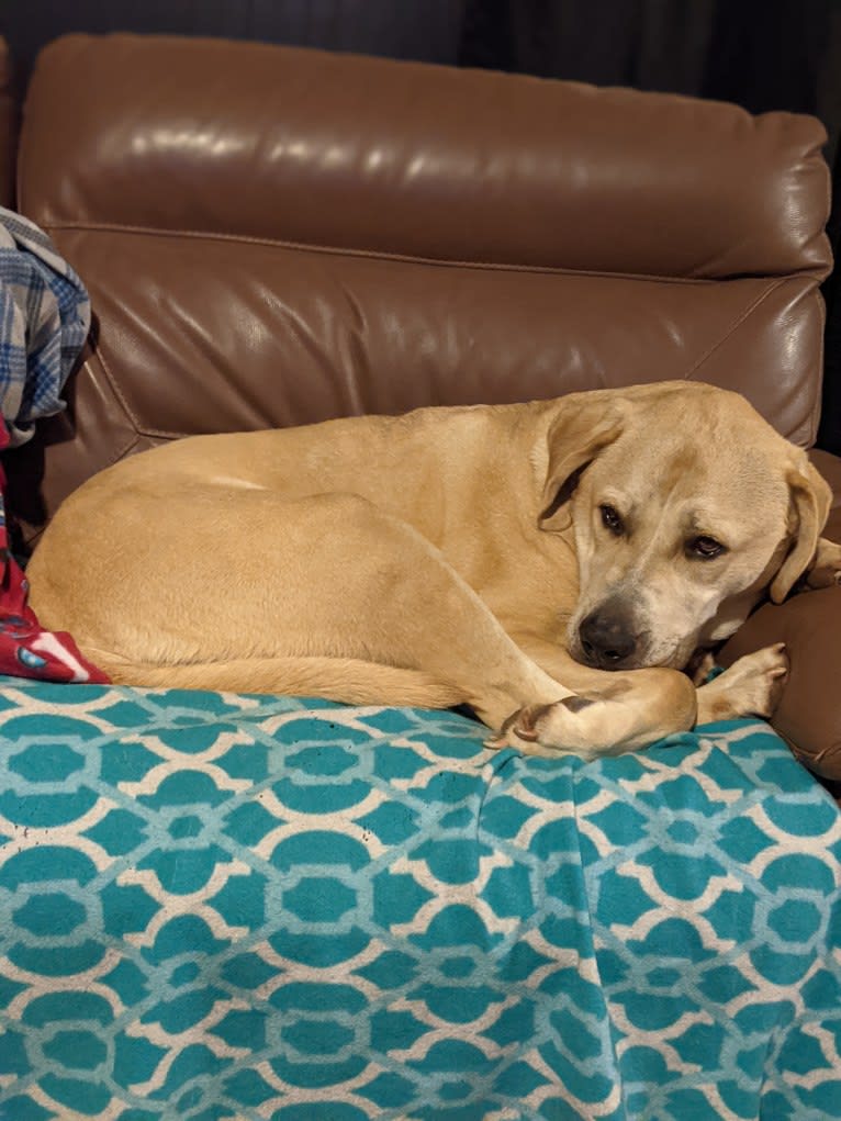 Bonzo, an Anatolian Shepherd Dog and American Bully mix tested with EmbarkVet.com