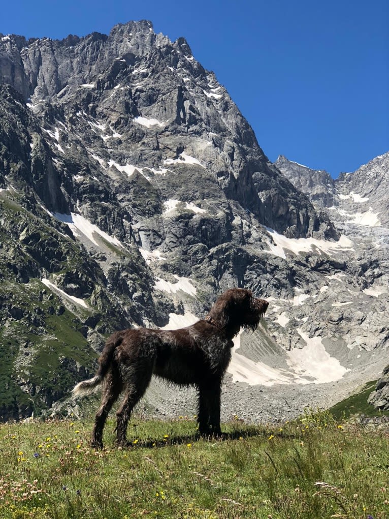 Dottie, a Spinone Italiano tested with EmbarkVet.com