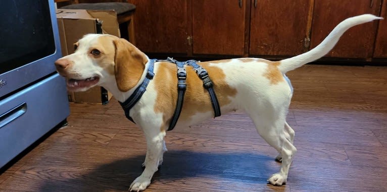 Lusa, a Beagle tested with EmbarkVet.com