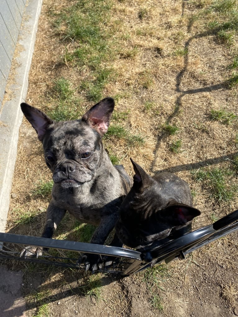 Pink Lady, a French Bulldog tested with EmbarkVet.com