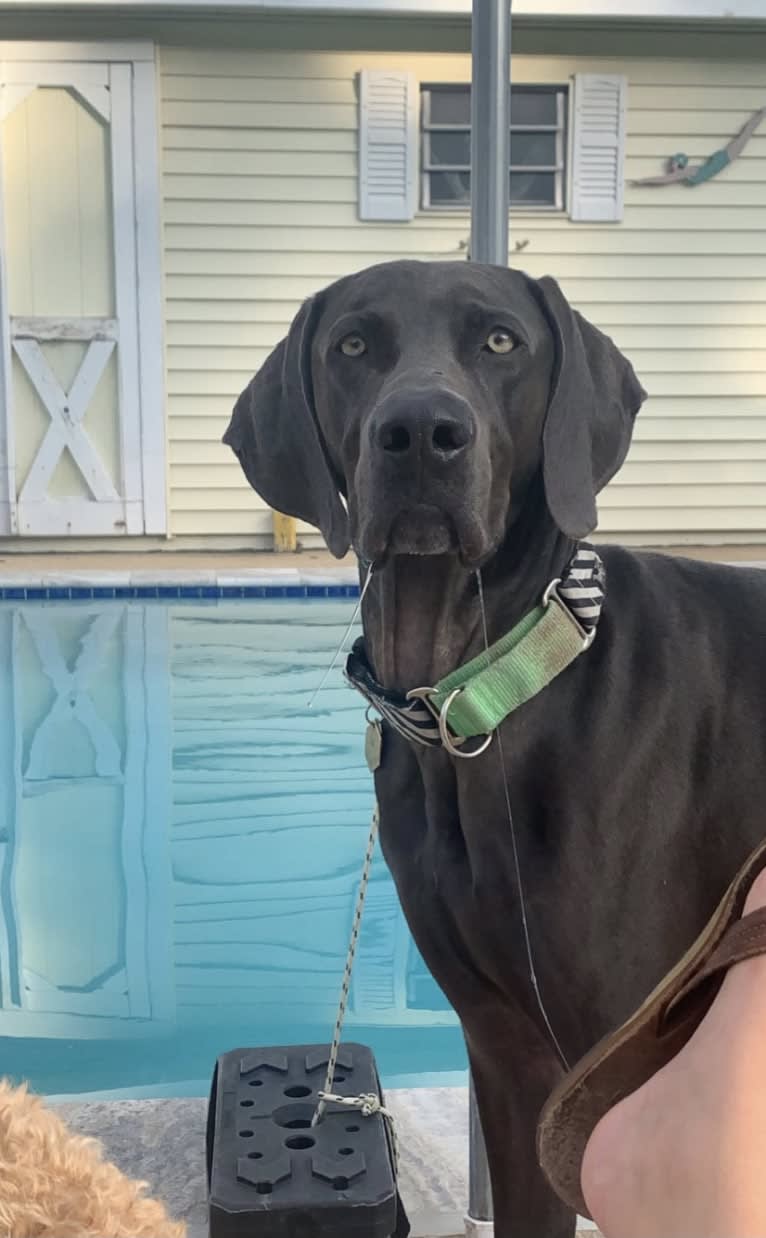 Knox, a Weimaraner tested with EmbarkVet.com