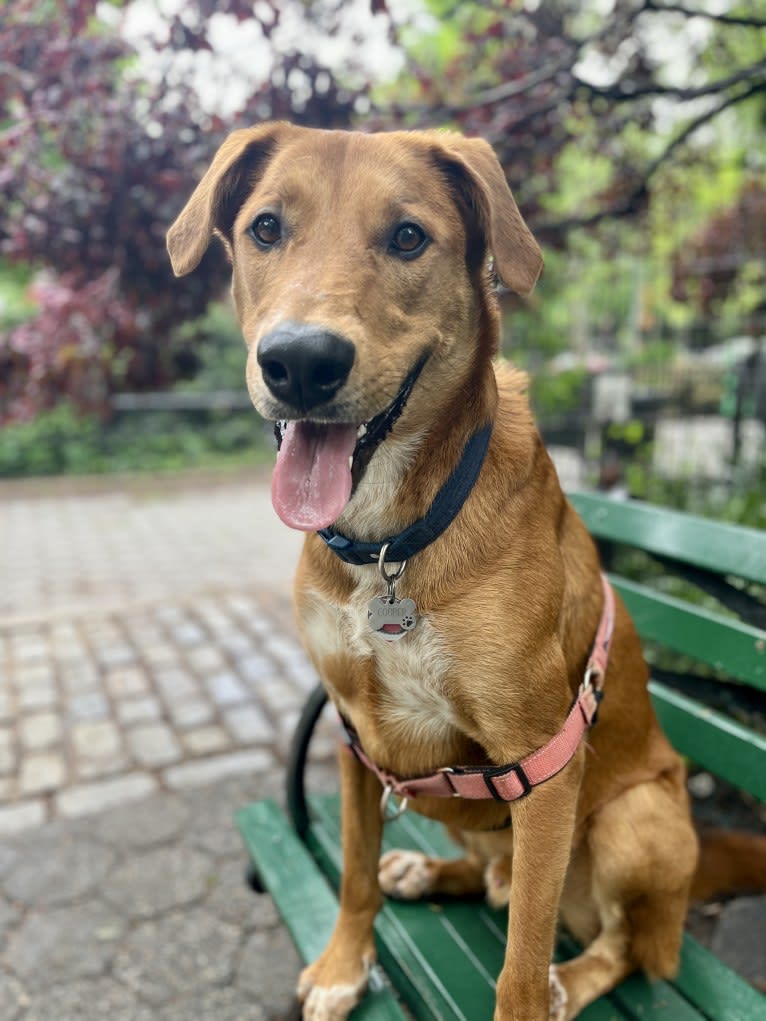 Cooper Lane, a German Shepherd Dog and Labrador Retriever mix tested with EmbarkVet.com