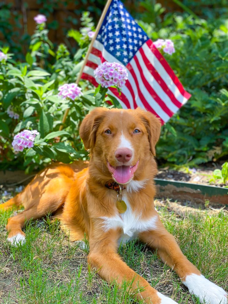 Banks, a Nova Scotia Duck Tolling Retriever tested with EmbarkVet.com