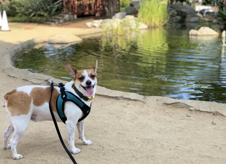 Po, a Chihuahua and Miniature Pinscher mix tested with EmbarkVet.com