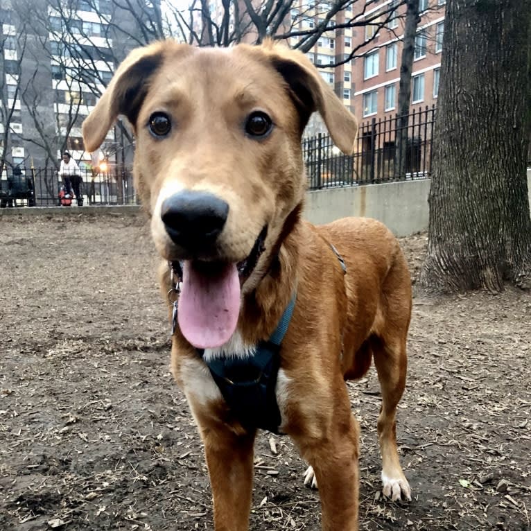 Cooper Lane, a German Shepherd Dog and Labrador Retriever mix tested with EmbarkVet.com