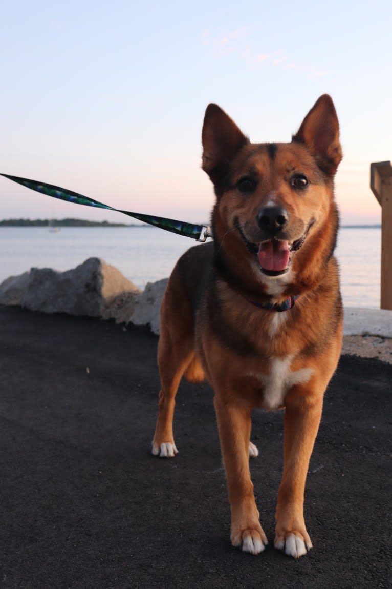 Alo, a Chow Chow and American Pit Bull Terrier mix tested with EmbarkVet.com