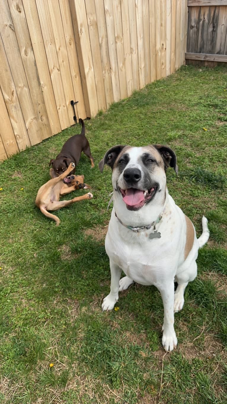 Lilly, a Great Pyrenees and Labrador Retriever mix tested with EmbarkVet.com