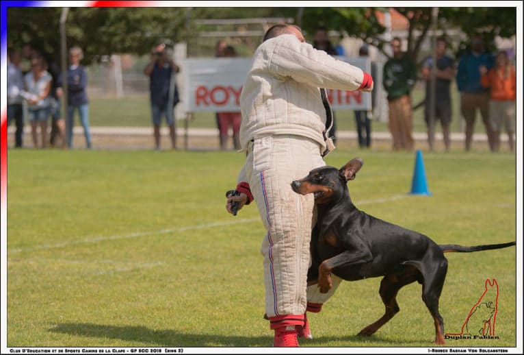 Roreck, a Doberman Pinscher tested with EmbarkVet.com