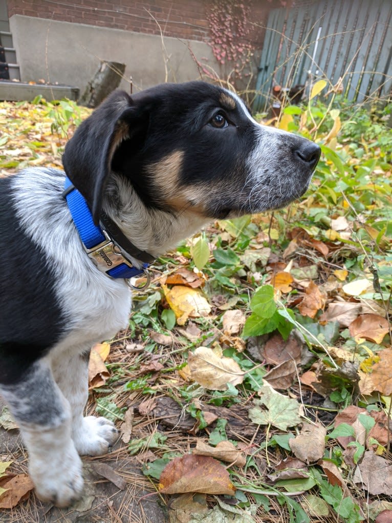 Crick, a Border Collie and Bluetick Coonhound mix tested with EmbarkVet.com