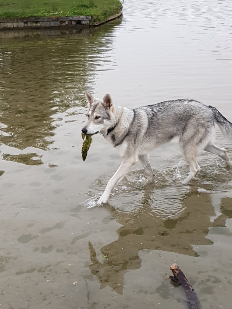 Ishtar (Estrella v.d. Scheldeschorre), a Saarloos Wolfdog tested with EmbarkVet.com