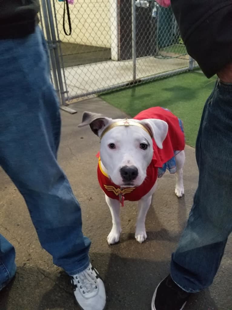 Luna, an American Pit Bull Terrier and American Staffordshire Terrier mix tested with EmbarkVet.com