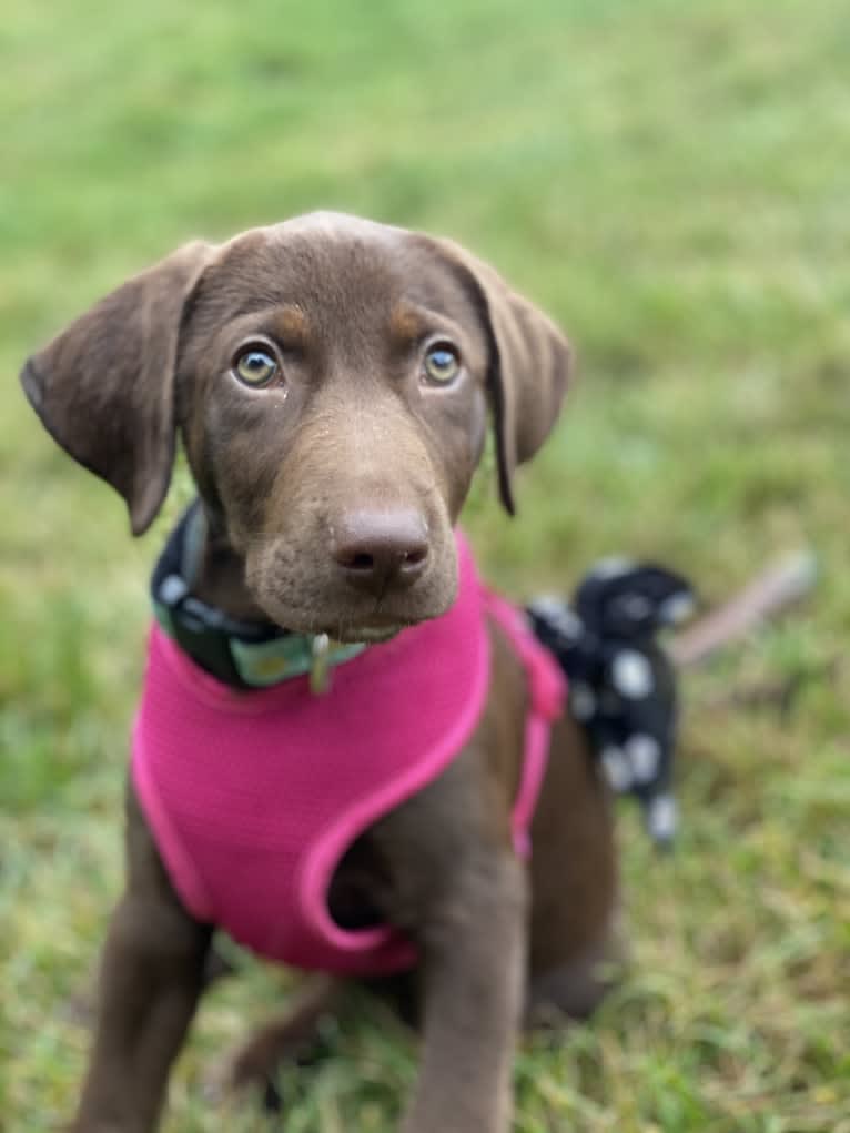 Lily Sailor Fargis, a Labrador Retriever and Beagle mix tested with EmbarkVet.com