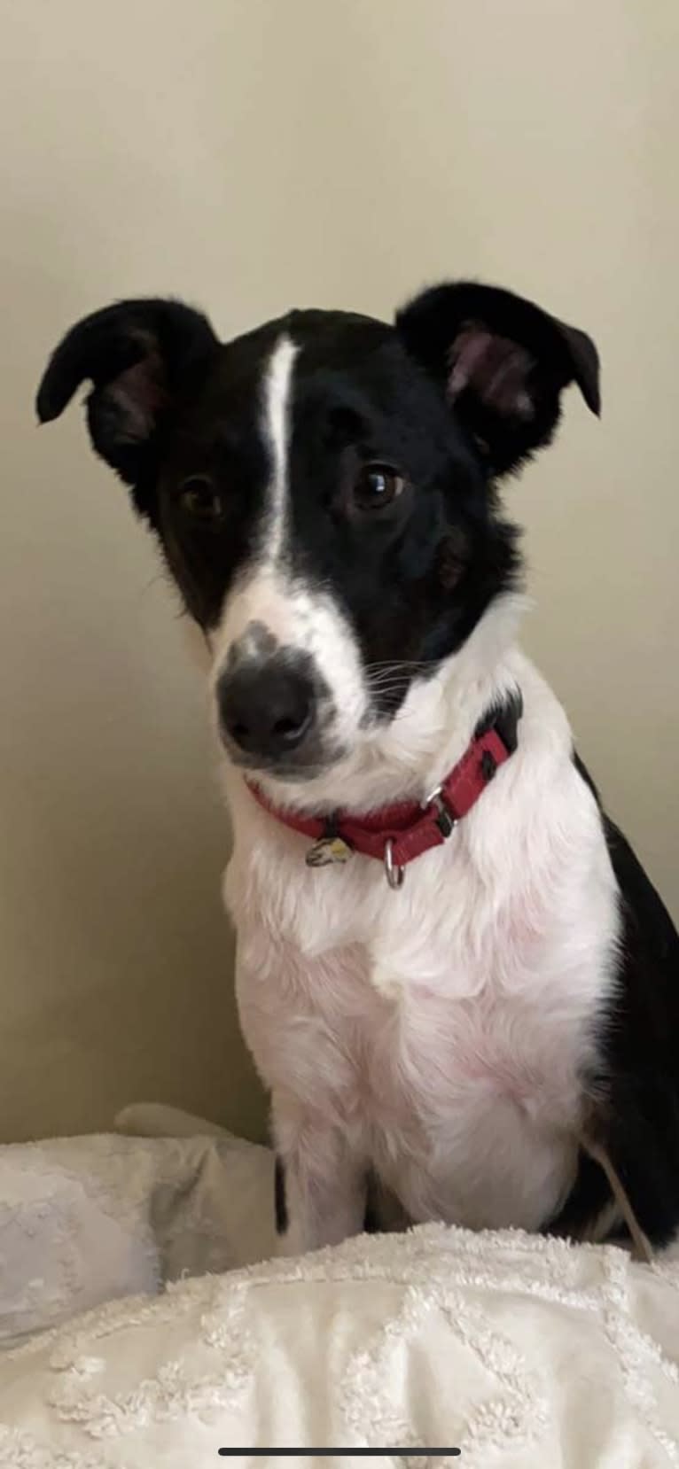 Ollie, a Collie and English Shepherd mix tested with EmbarkVet.com