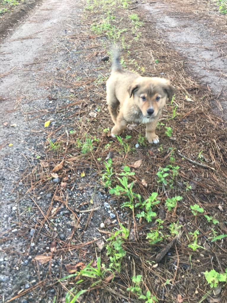 Khaleesi, a Rottweiler and German Shepherd Dog mix tested with EmbarkVet.com