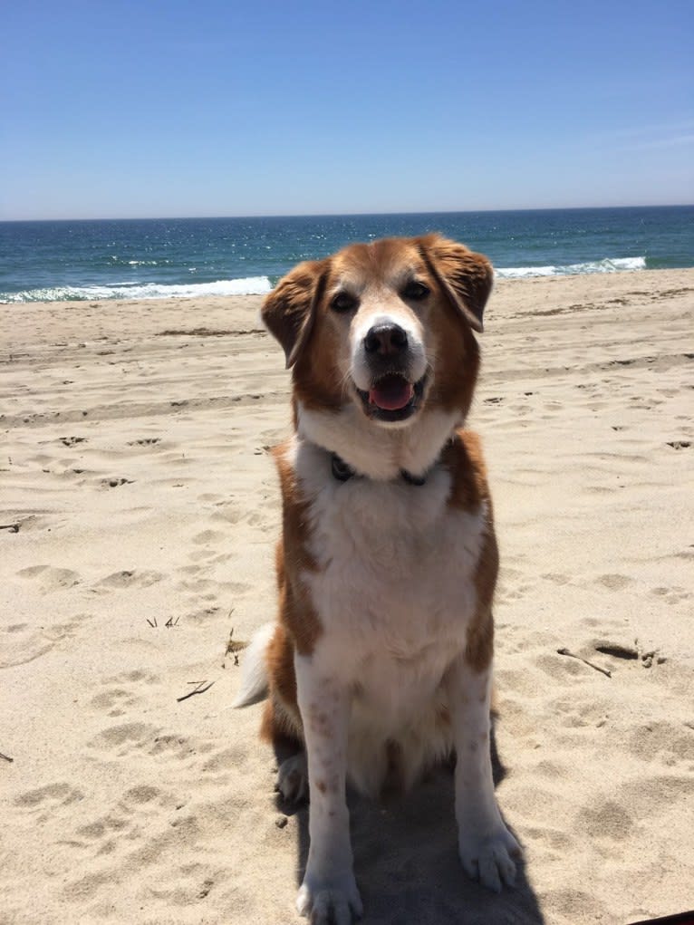 Bentley, a Chow Chow and Labrador Retriever mix tested with EmbarkVet.com