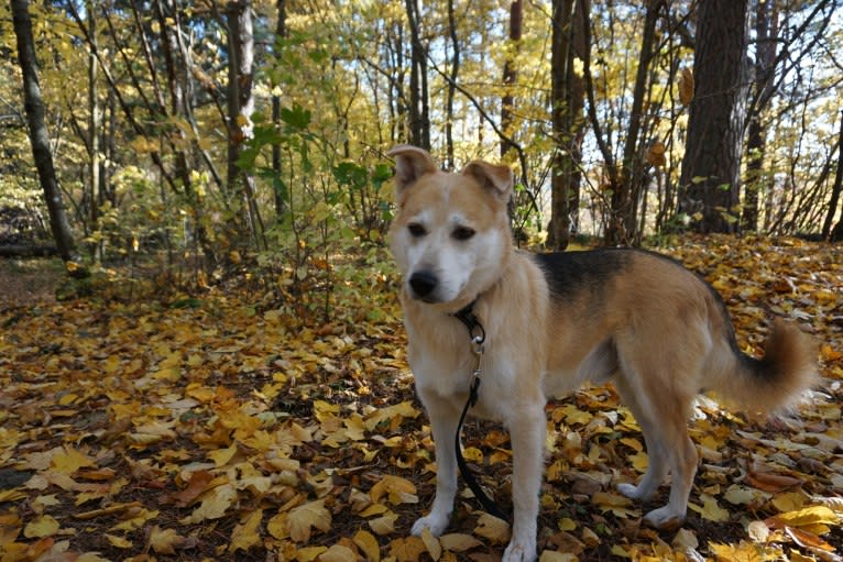 Nalle, an European Village Dog tested with EmbarkVet.com