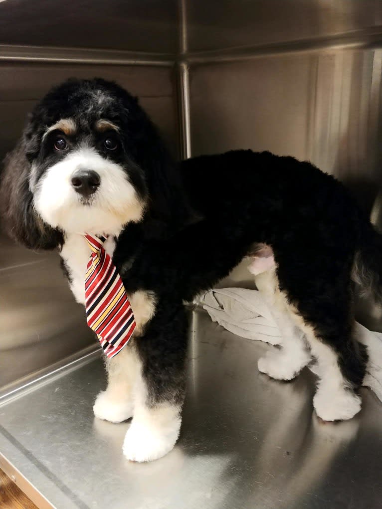 Drake, a Bernese Mountain Dog and Poodle (Small) mix tested with EmbarkVet.com