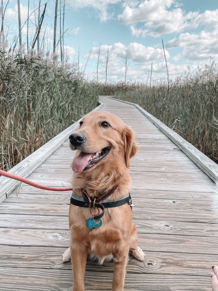 Marley, a Golden Retriever tested with EmbarkVet.com