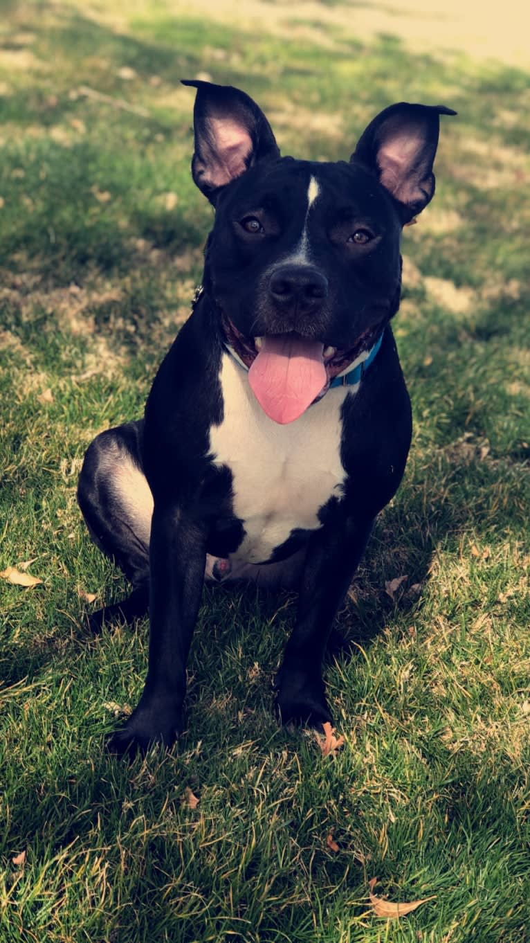 Mickey, an American Bully tested with EmbarkVet.com