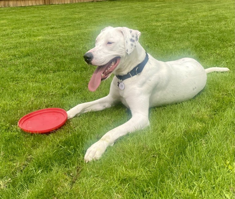 Dylan, an American Bully and Great Pyrenees mix tested with EmbarkVet.com