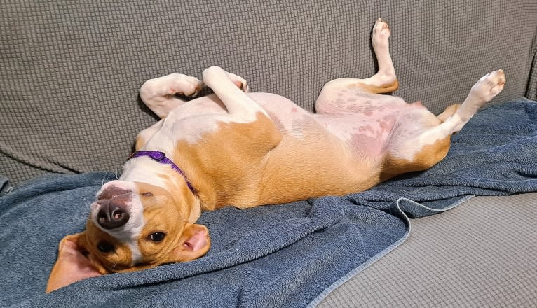 Stella, a Rat Terrier and Mountain Cur mix tested with EmbarkVet.com