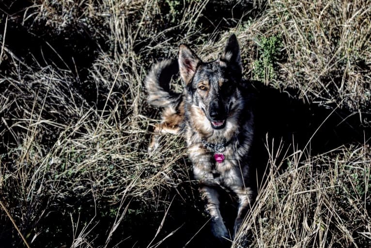 Riley, a German Shepherd Dog and Siberian Husky mix tested with EmbarkVet.com