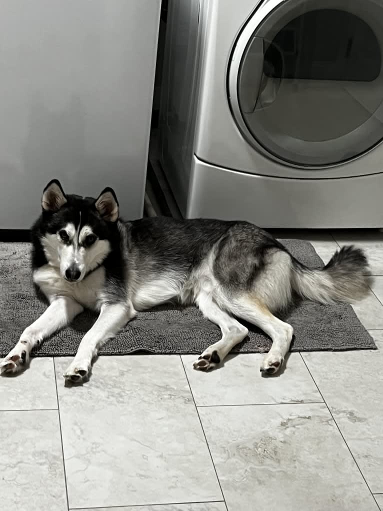 Zulia, a Siberian Husky and Chow Chow mix tested with EmbarkVet.com
