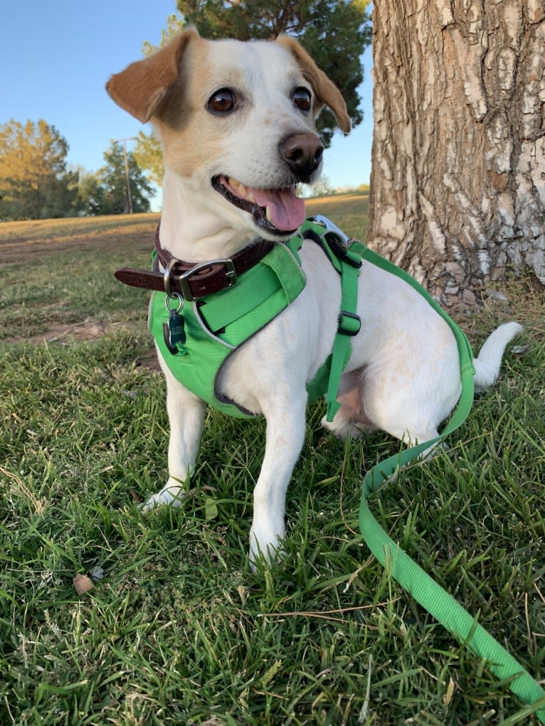 Buddy, a Chihuahua and Dachshund mix tested with EmbarkVet.com