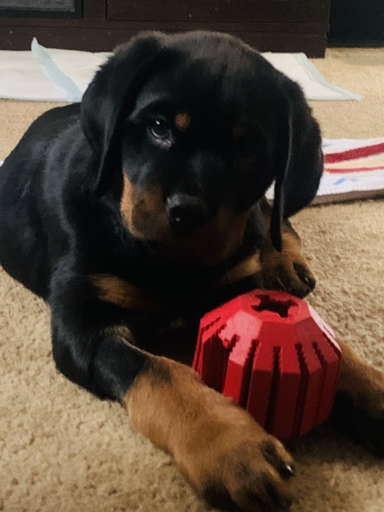 Chompy, a Rottweiler tested with EmbarkVet.com