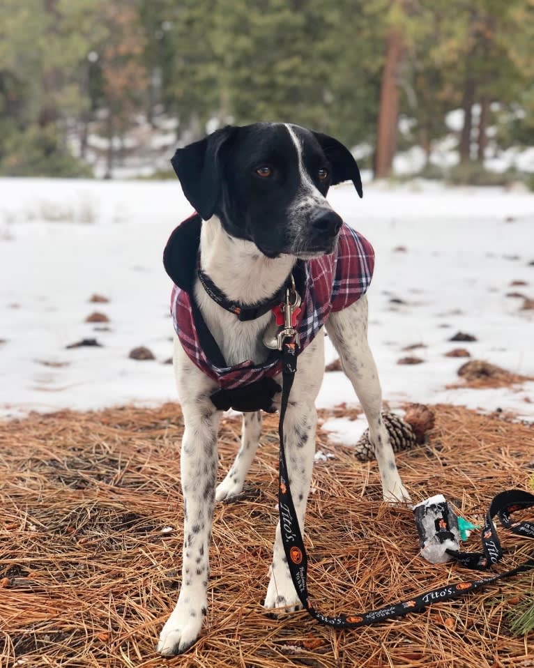 Riley, a German Shorthaired Pointer and Australian Cattle Dog mix tested with EmbarkVet.com