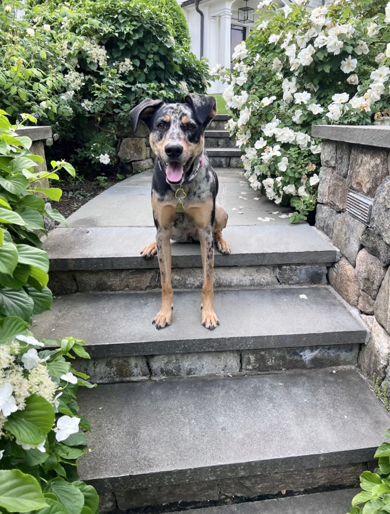 Zoey, a Labrador Retriever and German Shepherd Dog mix tested with EmbarkVet.com