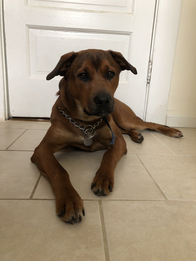 Beau, a Labrador Retriever and German Shepherd Dog mix tested with EmbarkVet.com