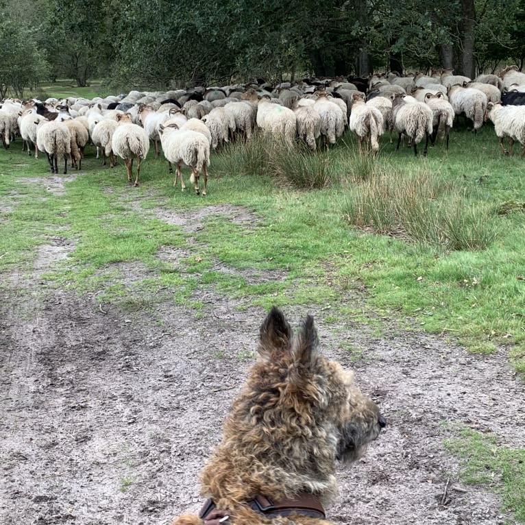 Aagje van ‘t Huis te Velde, a Belgian Shepherd tested with EmbarkVet.com