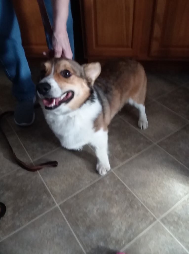 Miles, a Pembroke Welsh Corgi tested with EmbarkVet.com