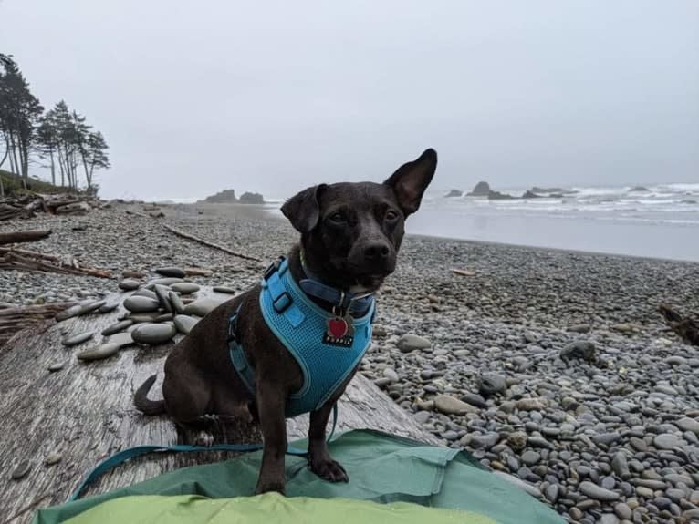 Cosmo, a Chihuahua and American Pit Bull Terrier mix tested with EmbarkVet.com