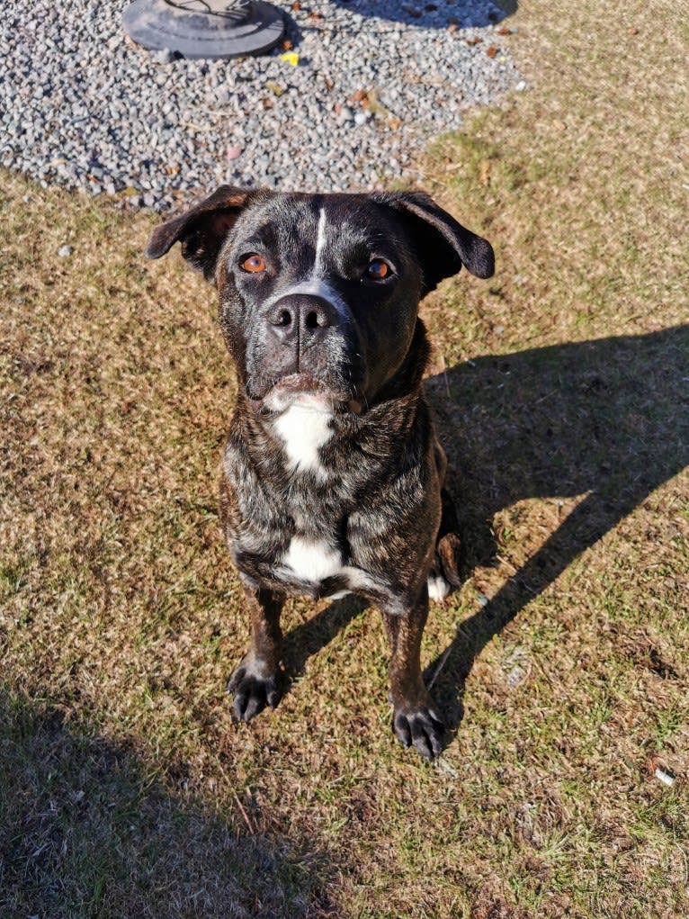 Abby, a German Shepherd Dog and Bulldog mix tested with EmbarkVet.com