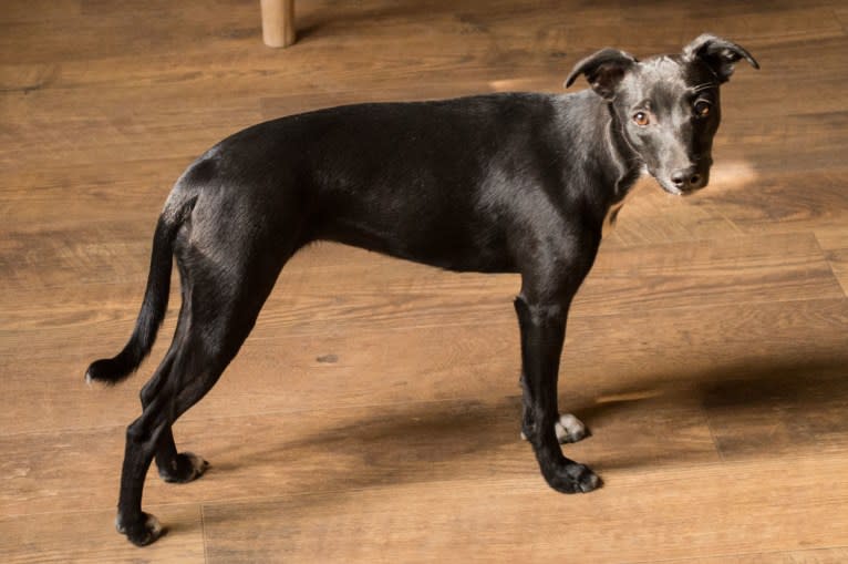 Jellybean, a Whippet and Border Collie mix tested with EmbarkVet.com