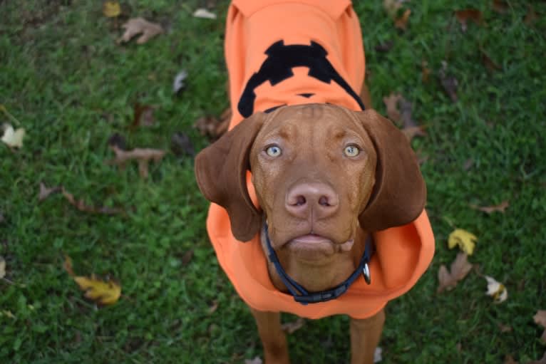 Trout, a Vizsla tested with EmbarkVet.com