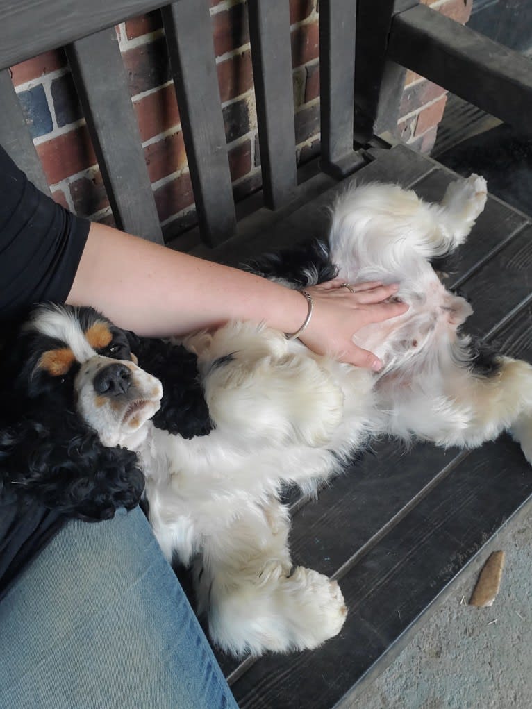 Pigeon, a Cocker Spaniel tested with EmbarkVet.com