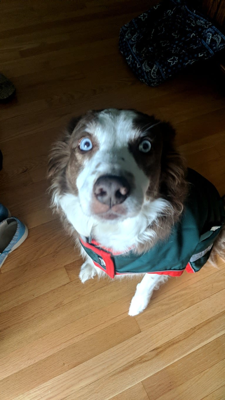 Rebel, a Border Collie tested with EmbarkVet.com