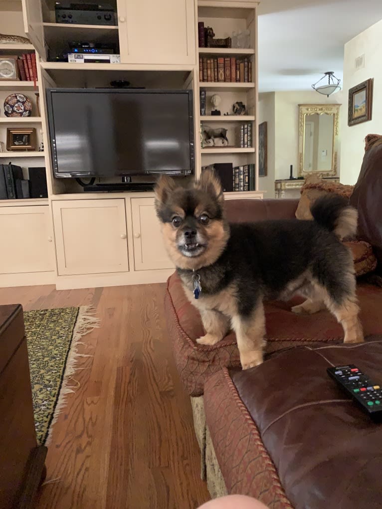 Bear, a Pomeranian and Yorkshire Terrier mix tested with EmbarkVet.com