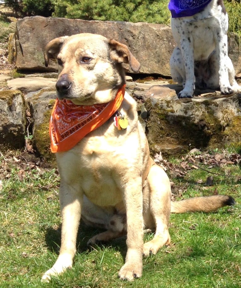 Chase, an American Pit Bull Terrier and Great Pyrenees mix tested with EmbarkVet.com