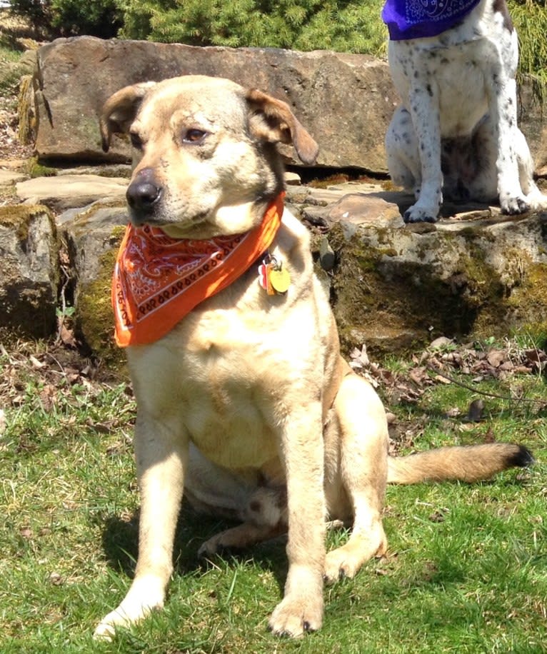 Chase, an American Pit Bull Terrier and Great Pyrenees mix tested with EmbarkVet.com