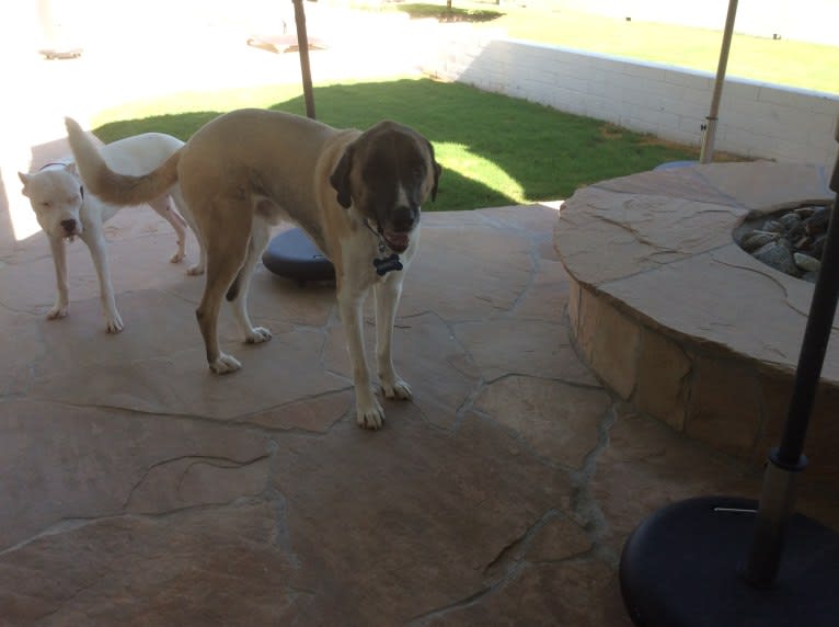 Barrett, an Anatolian Shepherd Dog tested with EmbarkVet.com