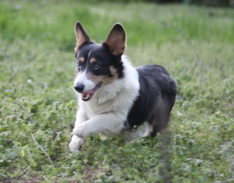 Butterball, a Pembroke Welsh Corgi tested with EmbarkVet.com