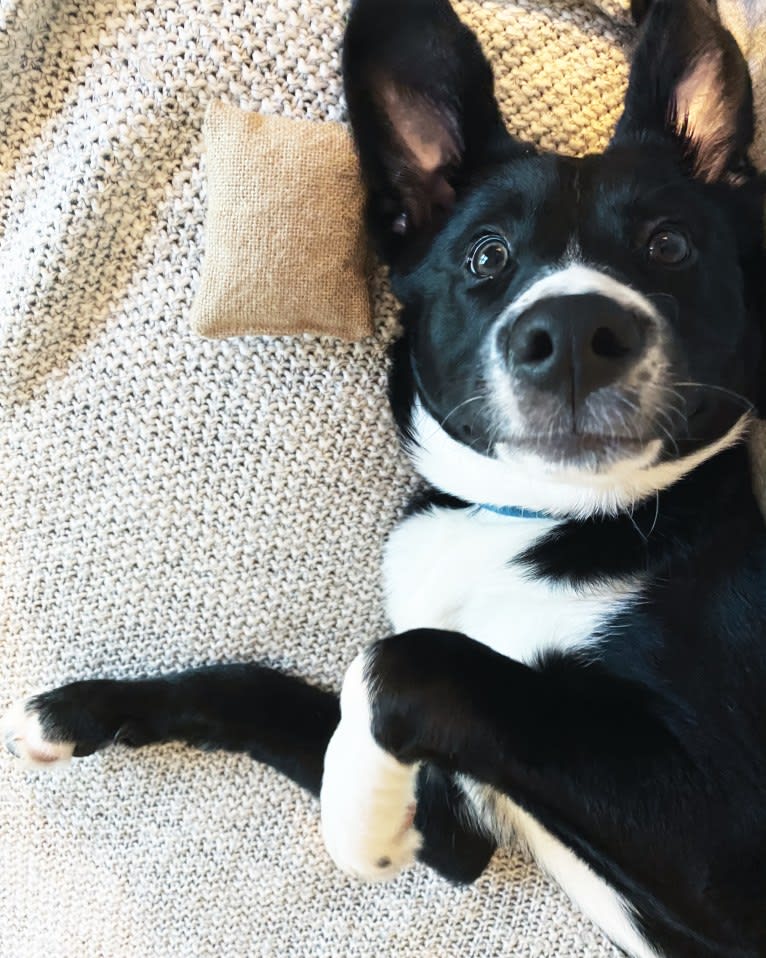 Marlowe Gandalf, a Siberian Husky and Australian Shepherd mix tested with EmbarkVet.com