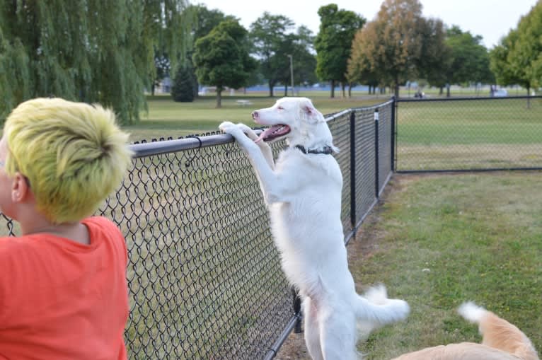 casper, a Great Pyrenees and Labrador Retriever mix tested with EmbarkVet.com