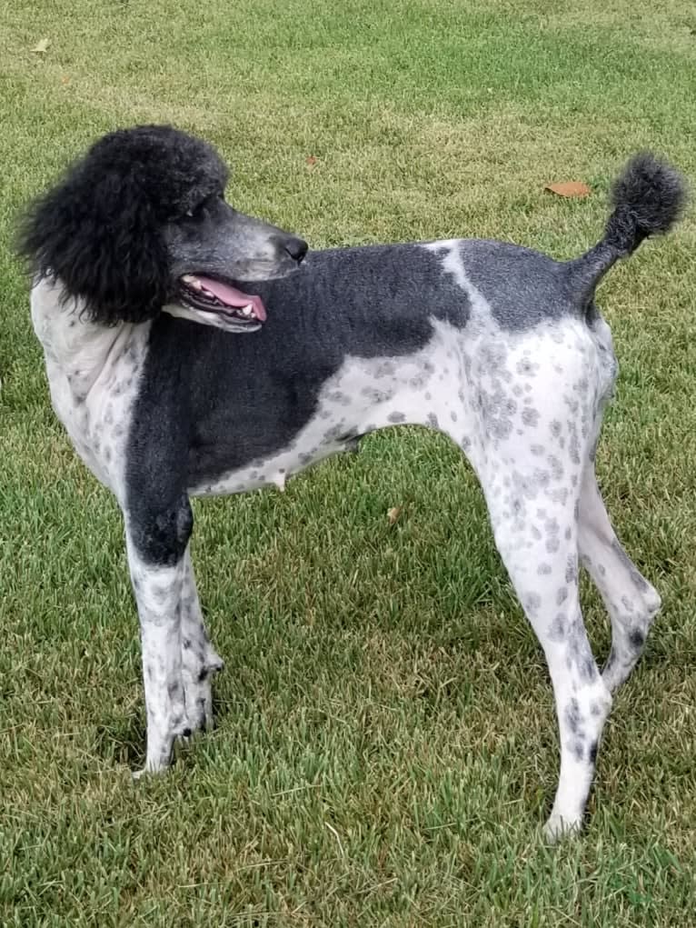 Chyna, a Poodle (Standard) tested with EmbarkVet.com